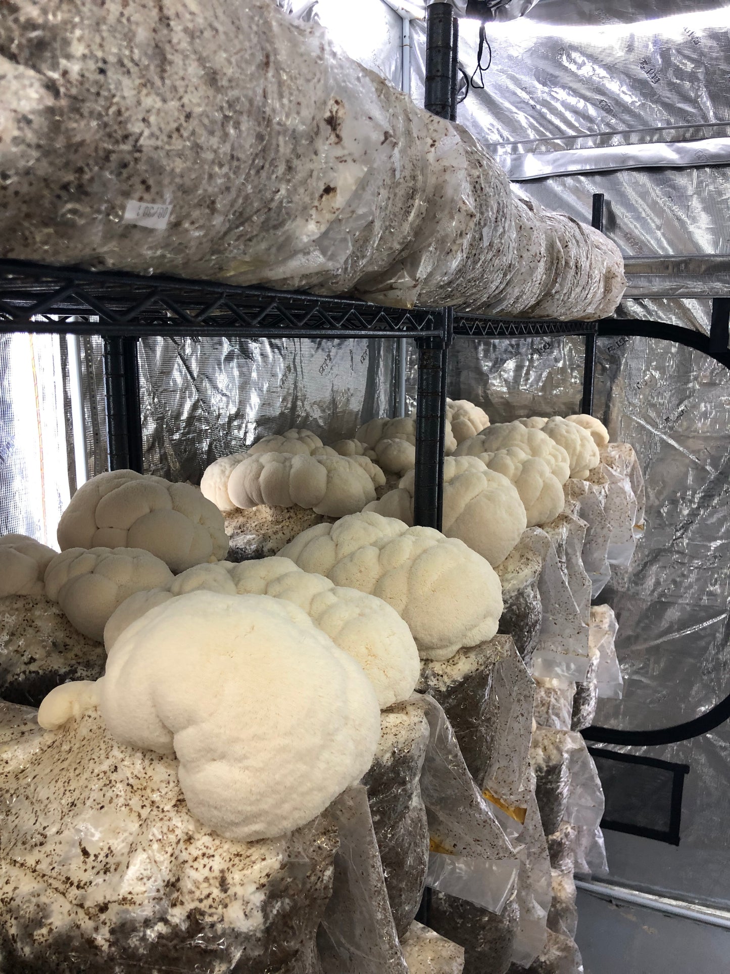 Plain - Lion's Mane Steak